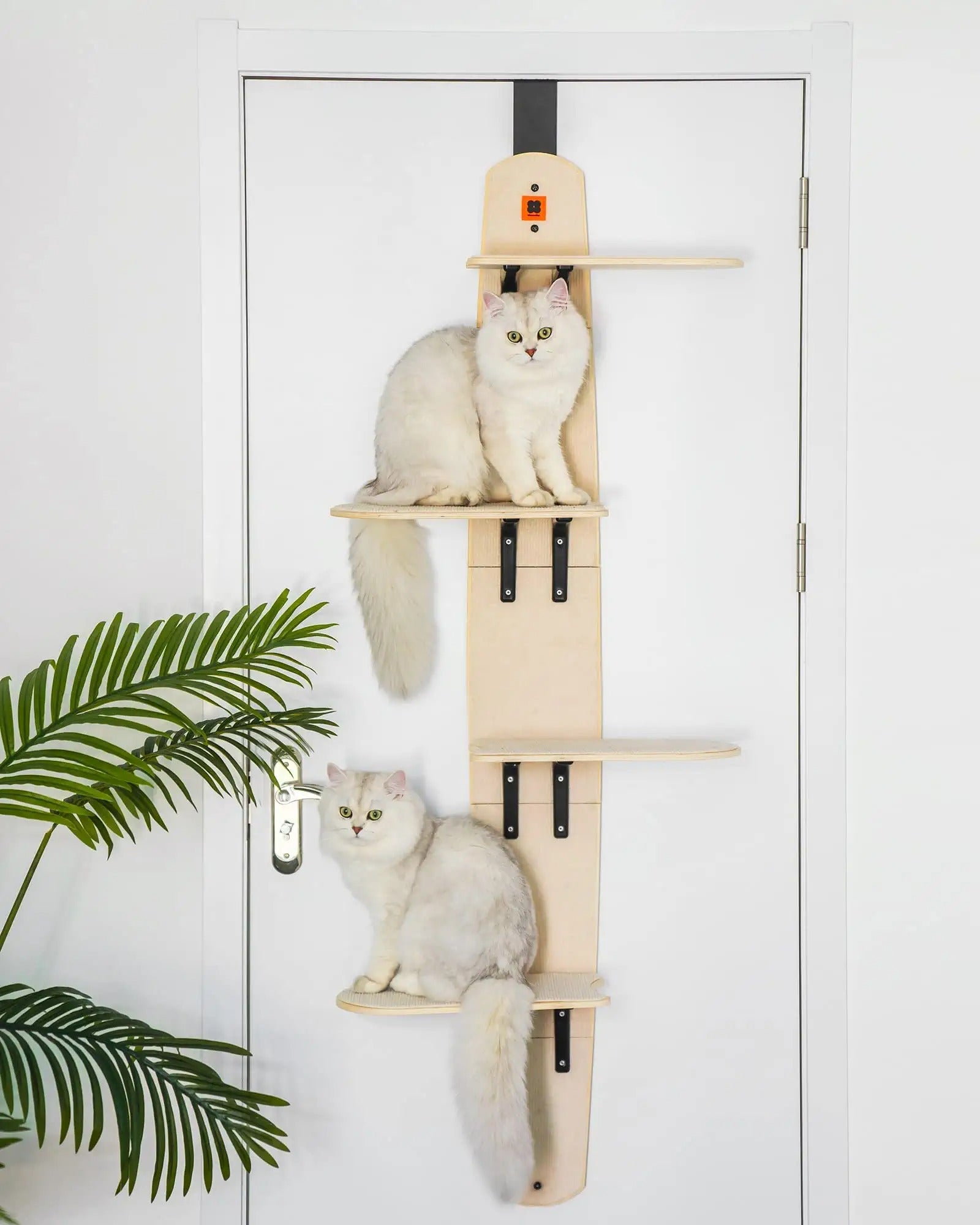 Arbre a chat